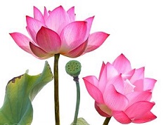 lotus